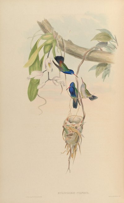 Hylocharis cyaneus by John Gould